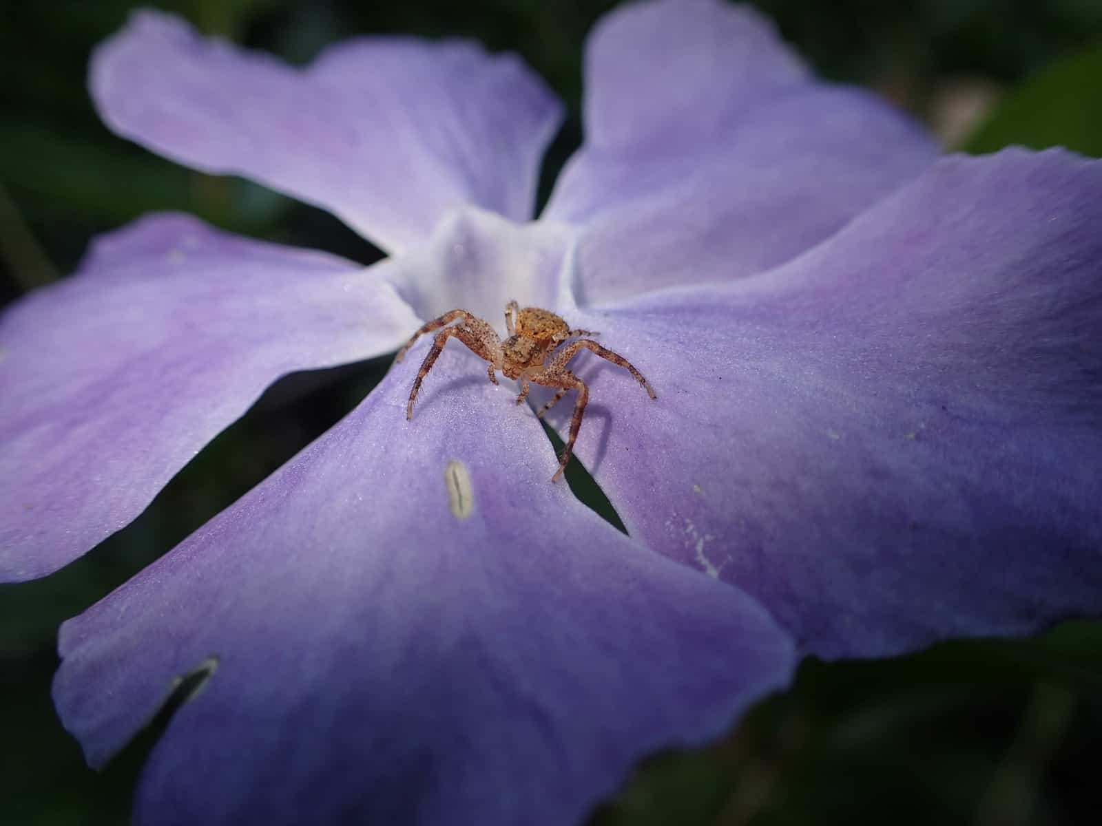 Brown Crab Spider in purple flower