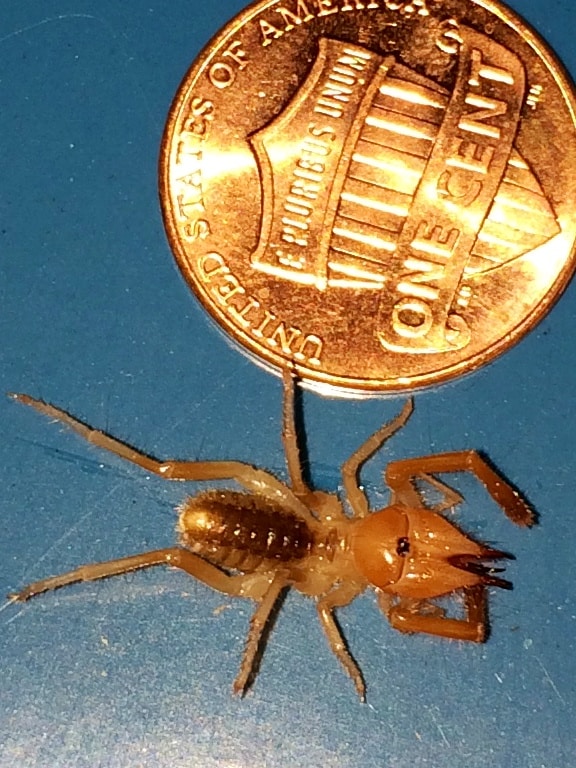 Camel Spider size comparison with coin