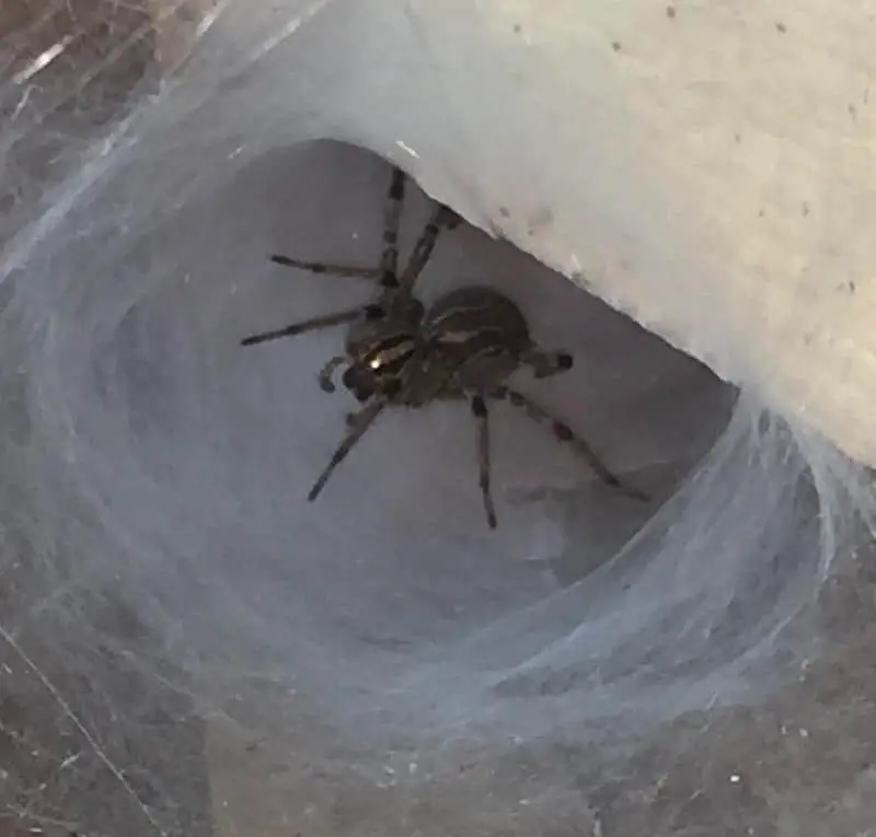 Grass Spider in funnel web