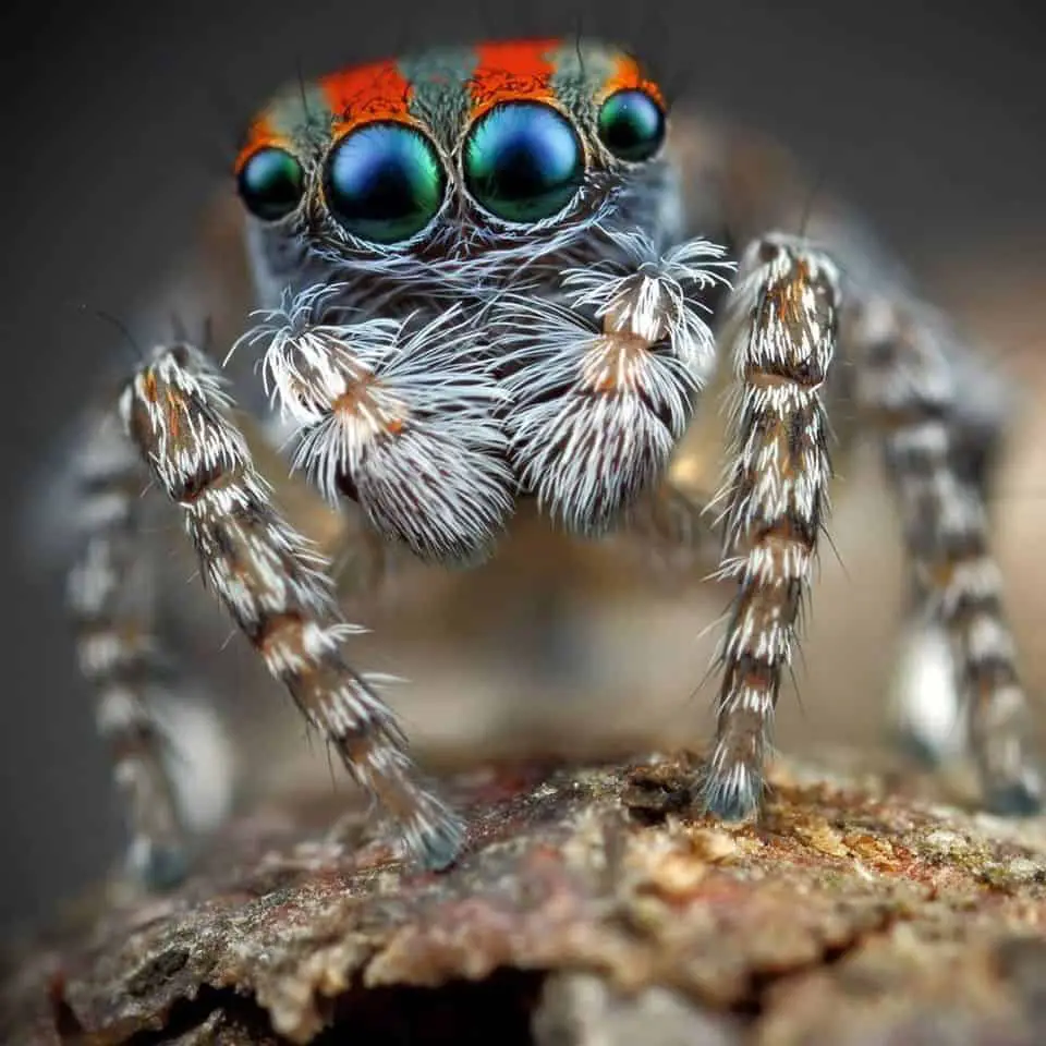 Peacock Jumping spider eyes colorful
