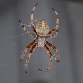 barn orb weaver