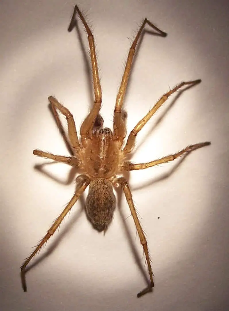 male hobo spider
