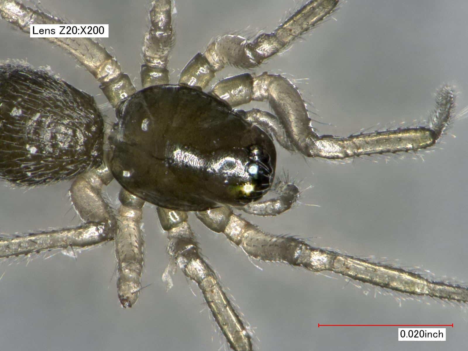 Closeup of Spider Cephalothorax