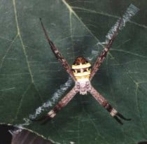 St Andrew’s Cross Spider