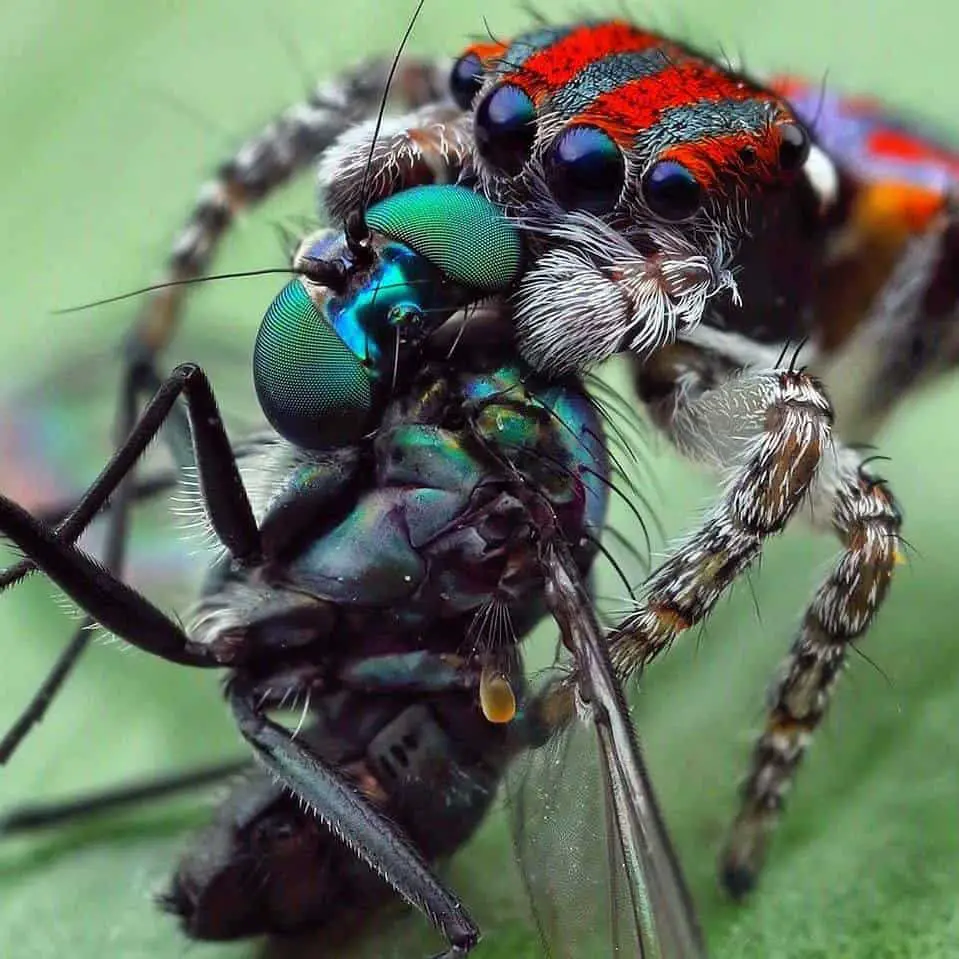 Peacock Jumping Spider with fly