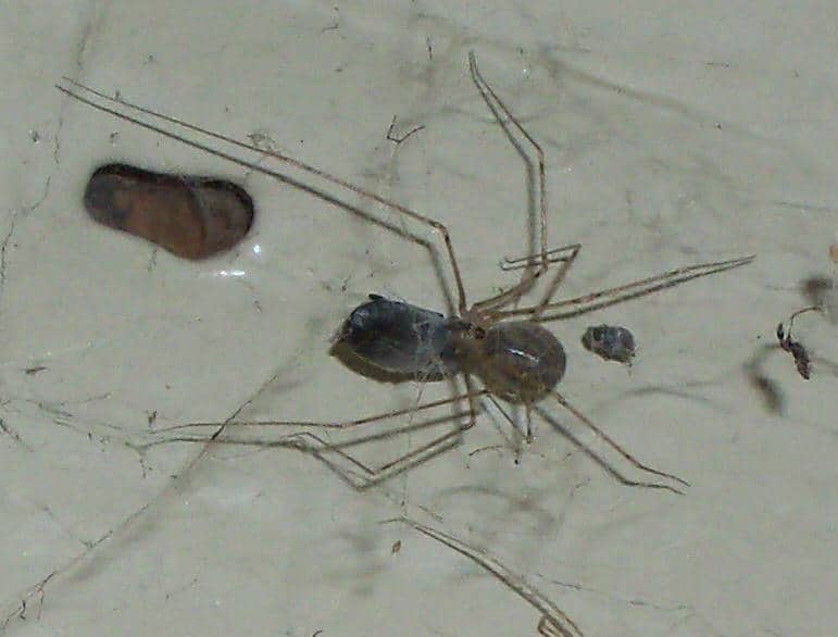 6 eyed cellar spider Pholcidae spider