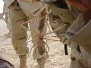 scorpion spider iraq