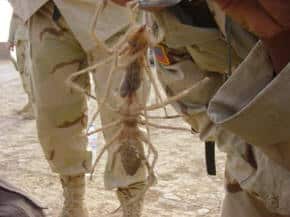 scorpion spider iraq