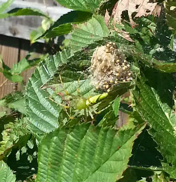 Green Lynx Spider with spiderlings