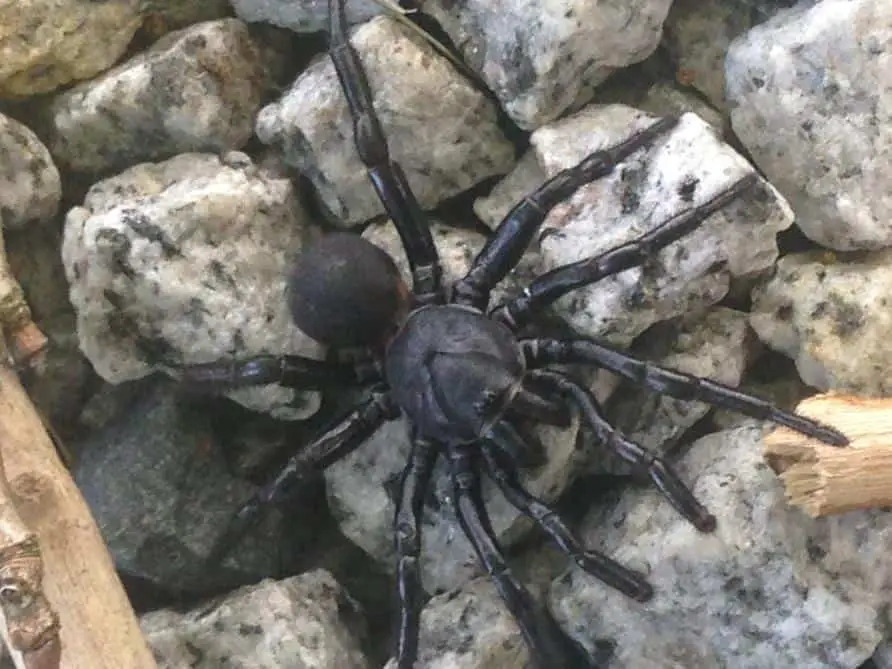 Black Trapdoor Spider