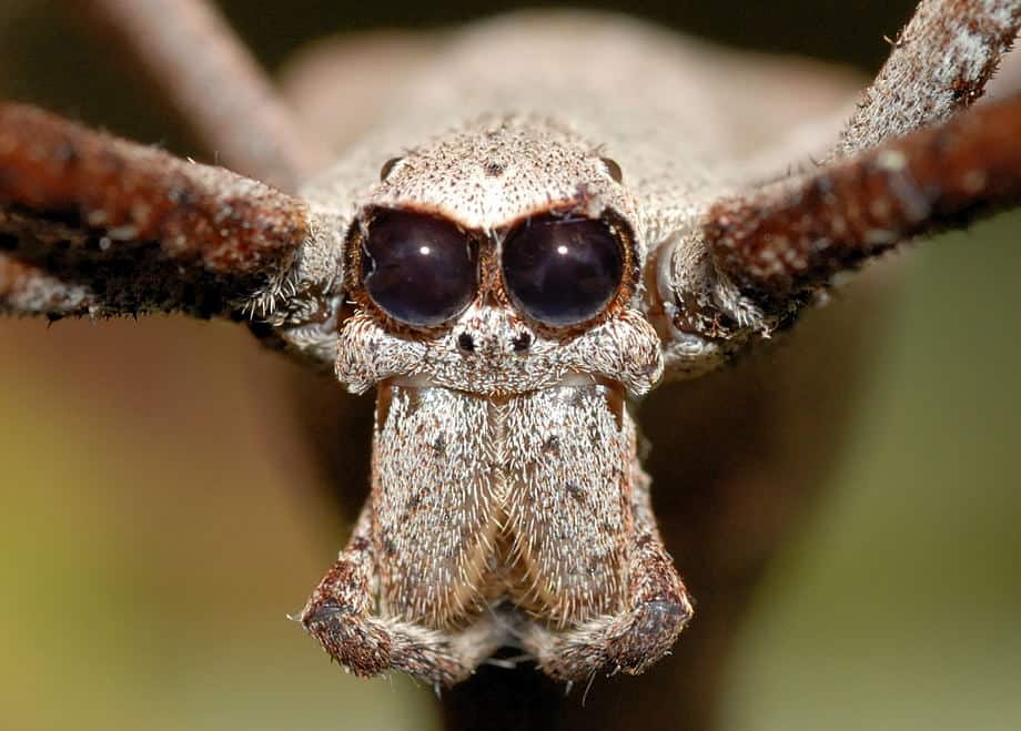 Ogre Faced Spider Closeup 1