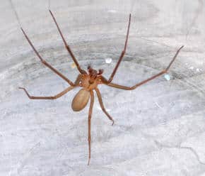 brown recluse spider