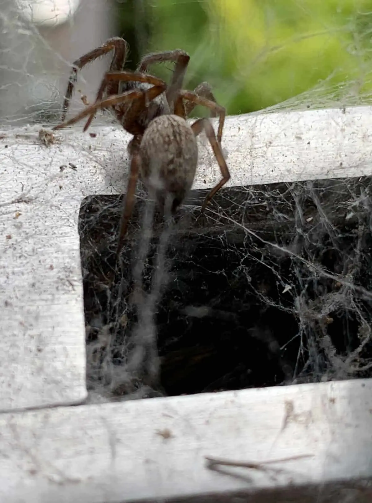 Brown House Spider